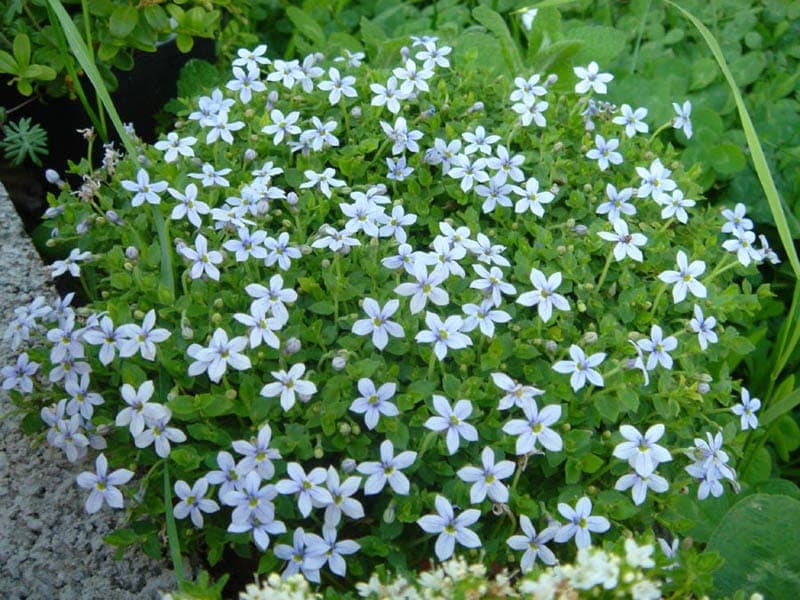 Pratia mit kleinen blauen Blüten und kriechender Wuchsform
