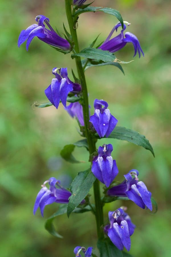 Blaue Bluten von Lobelia siphilitica