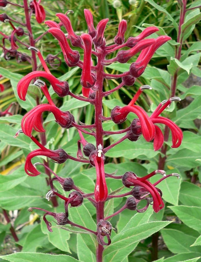 Dramatische rote Blüten von Lobelia tupa in Blüte