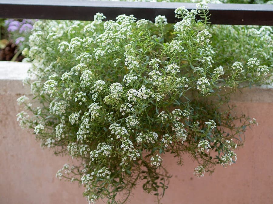 Sweet alyssum in full bloom with white flowers