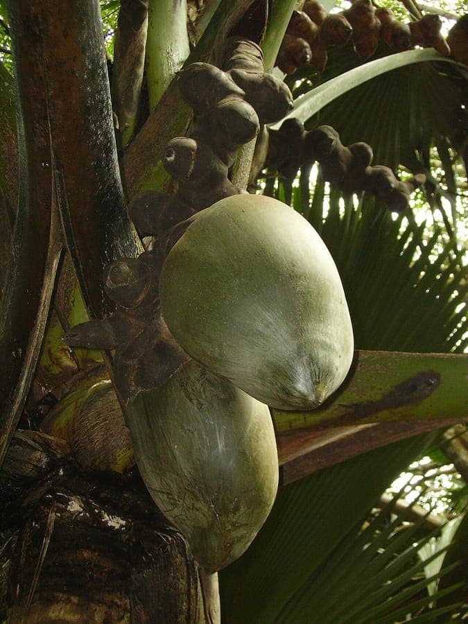 Seychelles Nut palm displaying characteristic giant seed pods