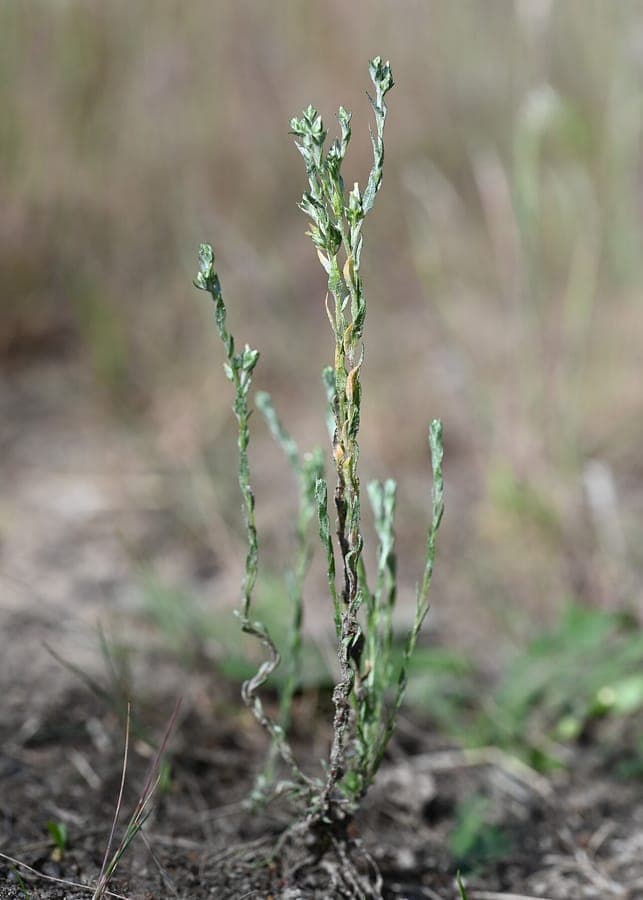 Fleurs de Logfia minima en gros plan