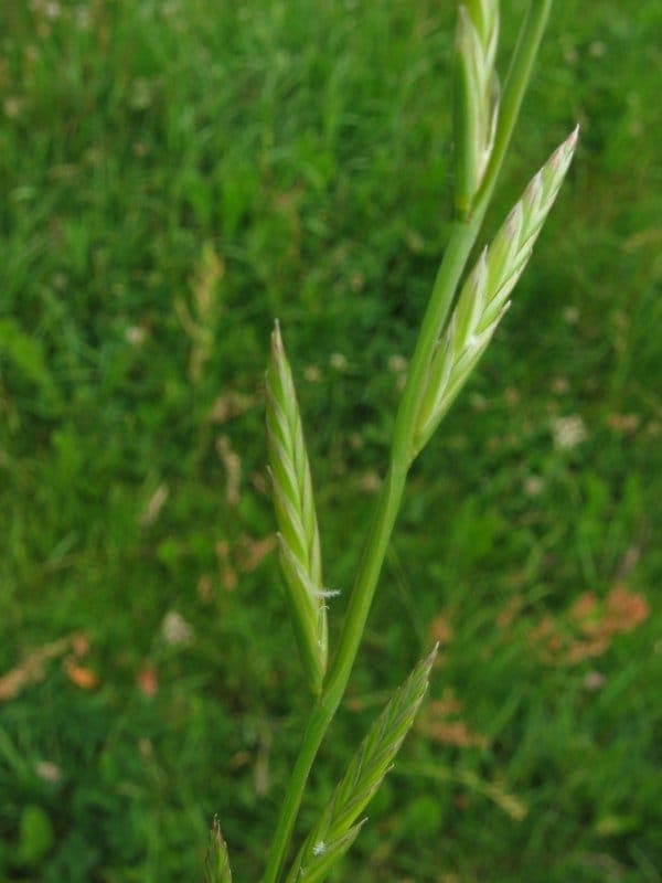 Lolium multiflorum Grasknospen