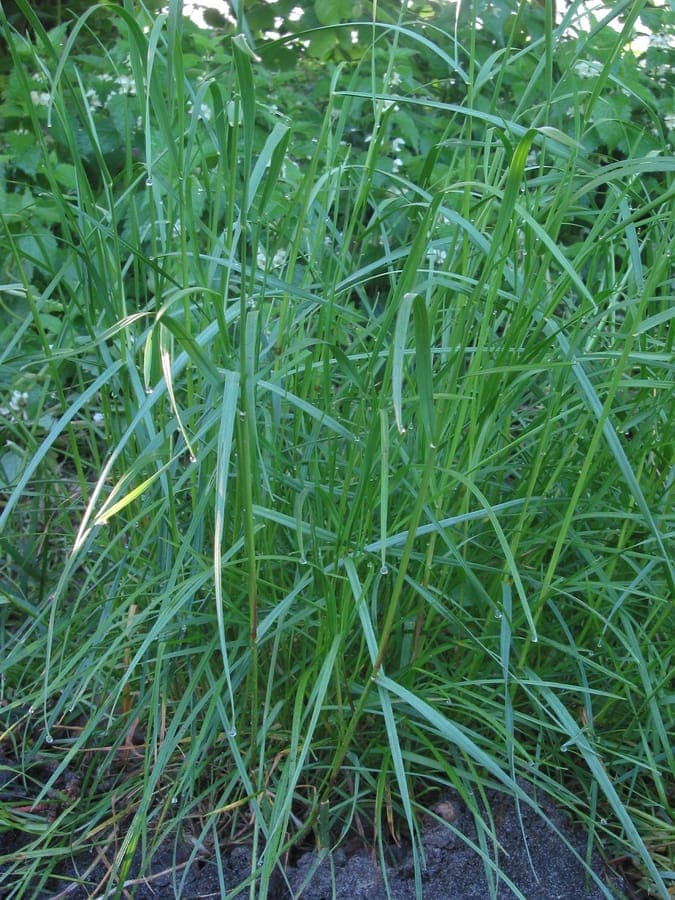 Lolium perenne grassprietjes dicht