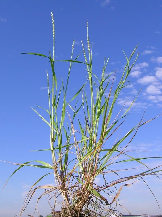 Stiff darnel (Lolium rigidum) in natural growth