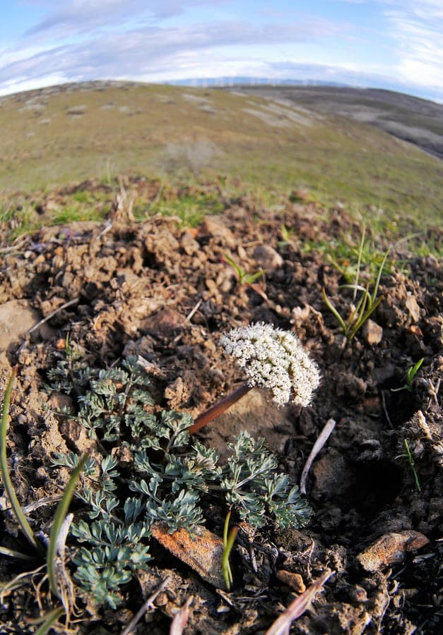 Weisse Doldenbluten von Lomatium canbyi in seinem naturlichen Lebensraum