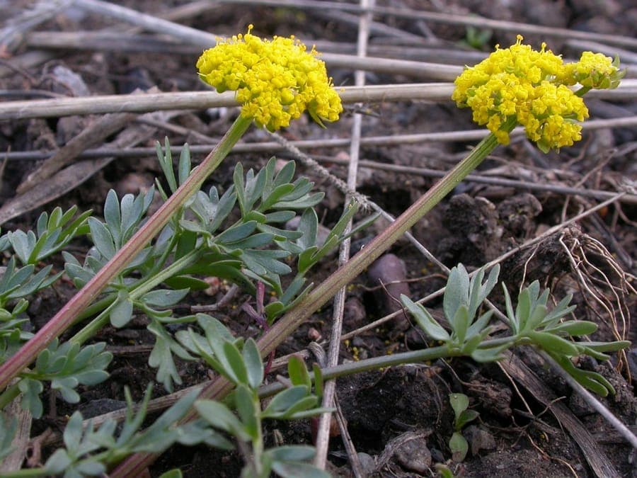 Lomatium cous avec ombelles jaunes dans une prairie seche