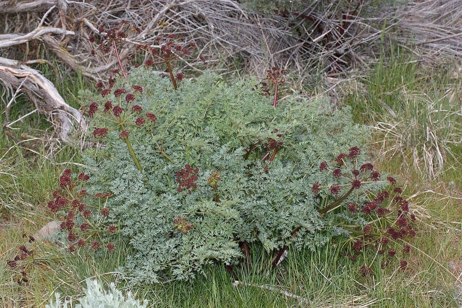 Lomatium dissectum with finely divided fern-like foliage and compound umbel flowers