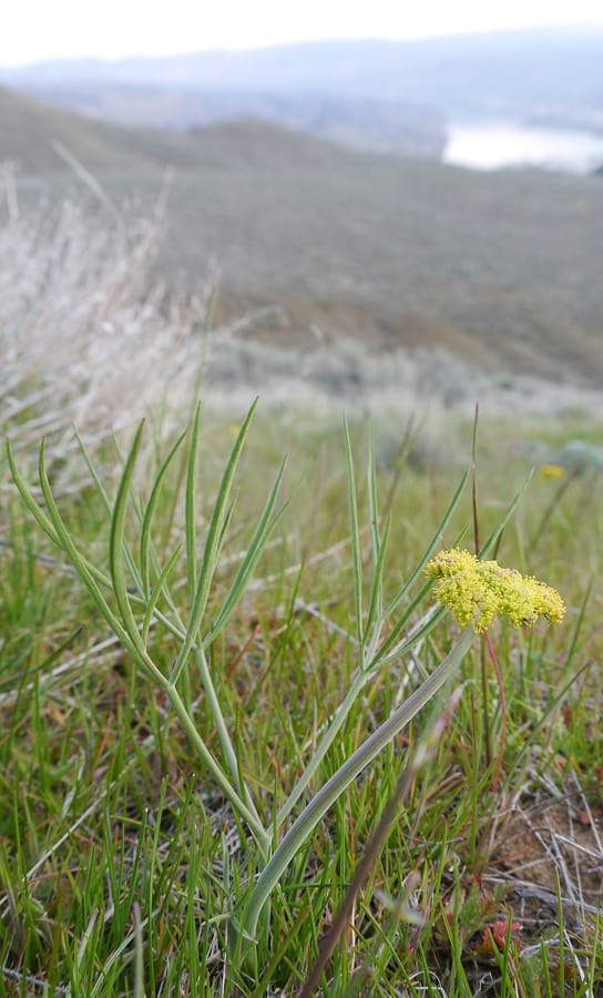 Lomatium triternatum with nine-parted compound leaves and bright yellow umbel flower heads in mountain meadow