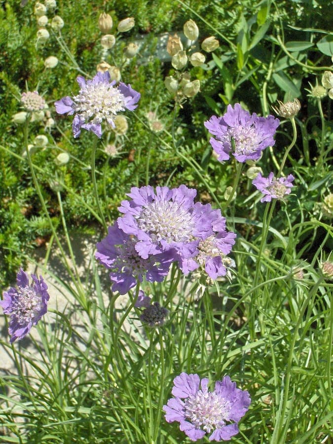Lomelosia graminifolia avec ses capitules bleu-violet sur tiges fines