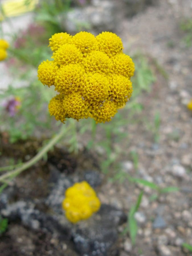 African Daisy plant displaying fine delicate yellow flowers