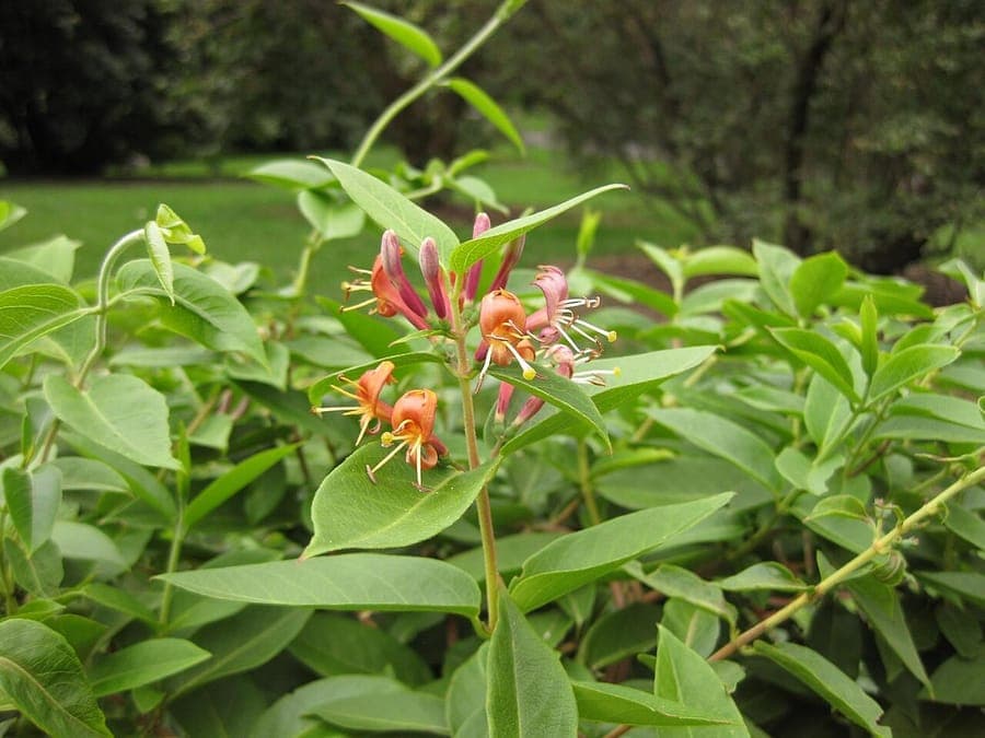 Lonicera acuminata klettert an einem Holzgitter in einer halbschattigen Gartenecke