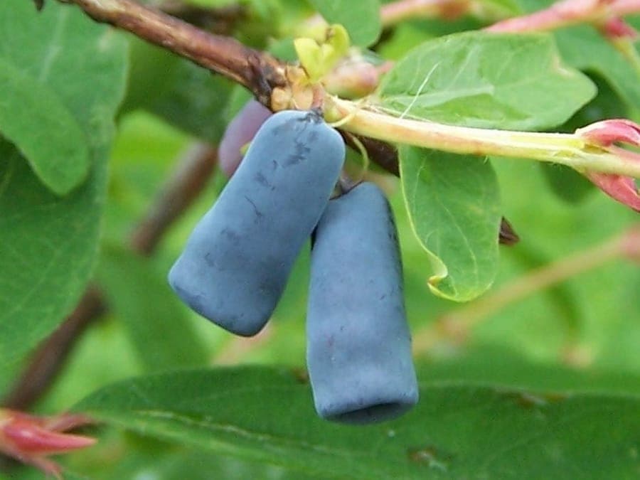 Blue honeysuckle flowers and fruits