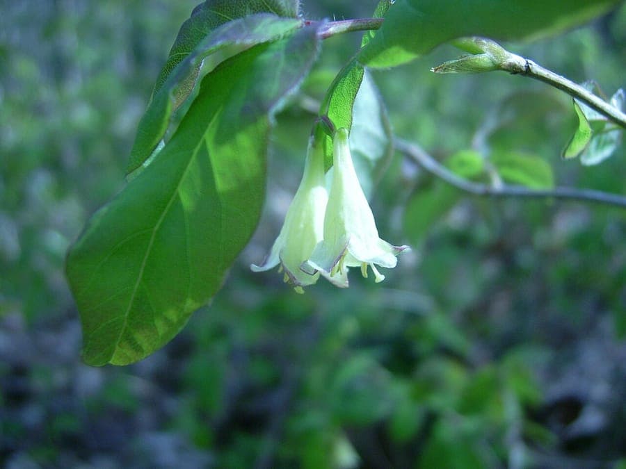 American Fly Honeysuckle showing delicate white tubular flowers and red berries