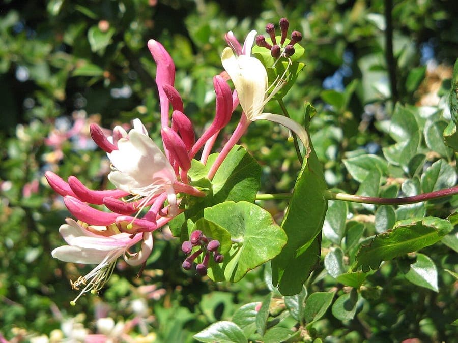 Tuinkamperfoelie in volle bloei, met geurende witte en roze bloemen langs een houten pergola