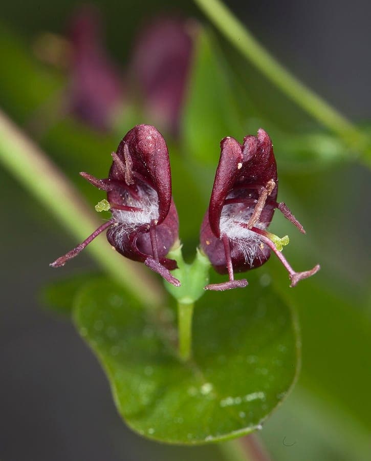 Purperbloem kamperfoelie met karakteristieke paarse bloemen en groene bladeren