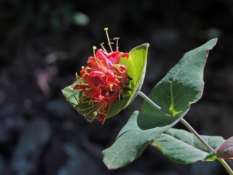 Smooth honeysuckle with red flowers and climbing stems in natural setting