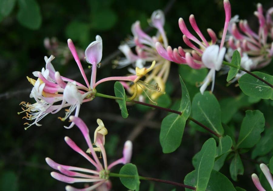 Etruskische Kamperfoelie in volle bloei tegen een lichte muur met blauwgroene bladeren en witte bloemen.
