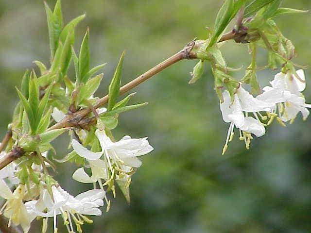 Lonicera fragrantissima white flowers close-up