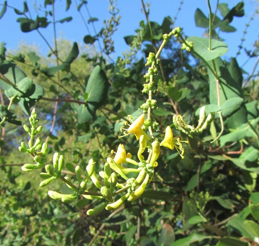 Chaparral kamperfoelie met gele bloemen en groene bladeren op een zonnig terrein