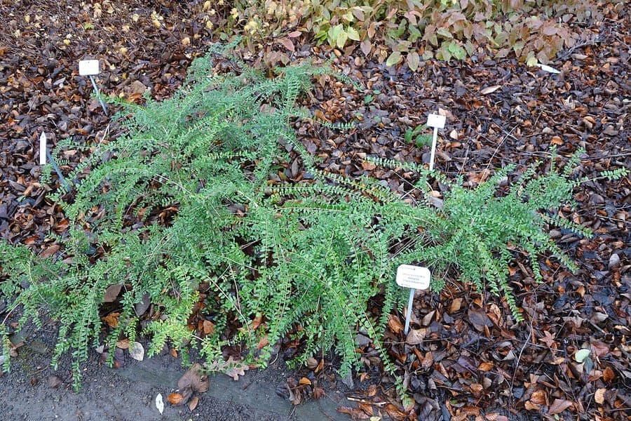 Ligustrum-achtige kamperfoelie met fijne witte bloemen en glanzende groene bladeren
