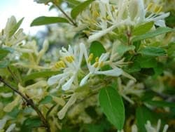 Morrow's kamperfoelie bloemen en groei