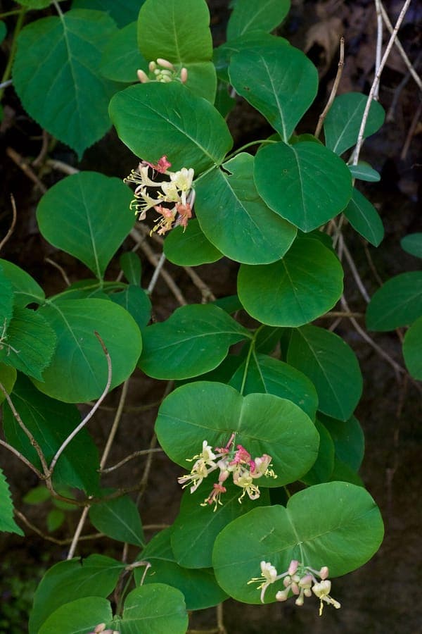 Lonicera reticulata druifkamperfoelie met geel-roze bloemen aan slingerende ranken