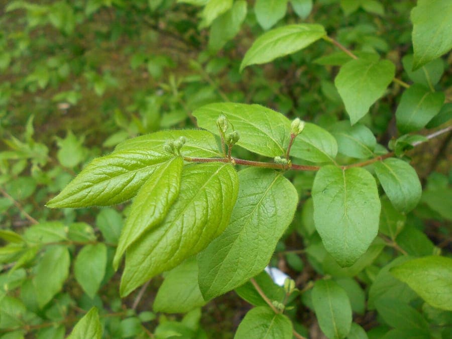 Lonicera-ruprechtiana-Blüten und Beeren