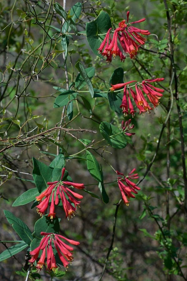 Coral honeysuckle with bright red tubular flowers