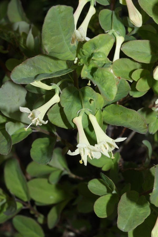 Utah-Geissblatt-Strauch mit gelben Blüten und roten Beeren