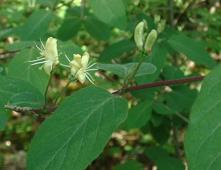 European fly honeysuckle blooming along a woodland edge, with paired white flowers and green foliage