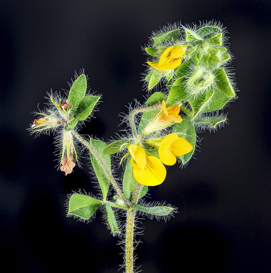 Lotus angustissimus met rode bloemen