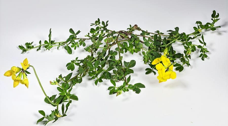 Lotus corniculatus flowers in bright yellow