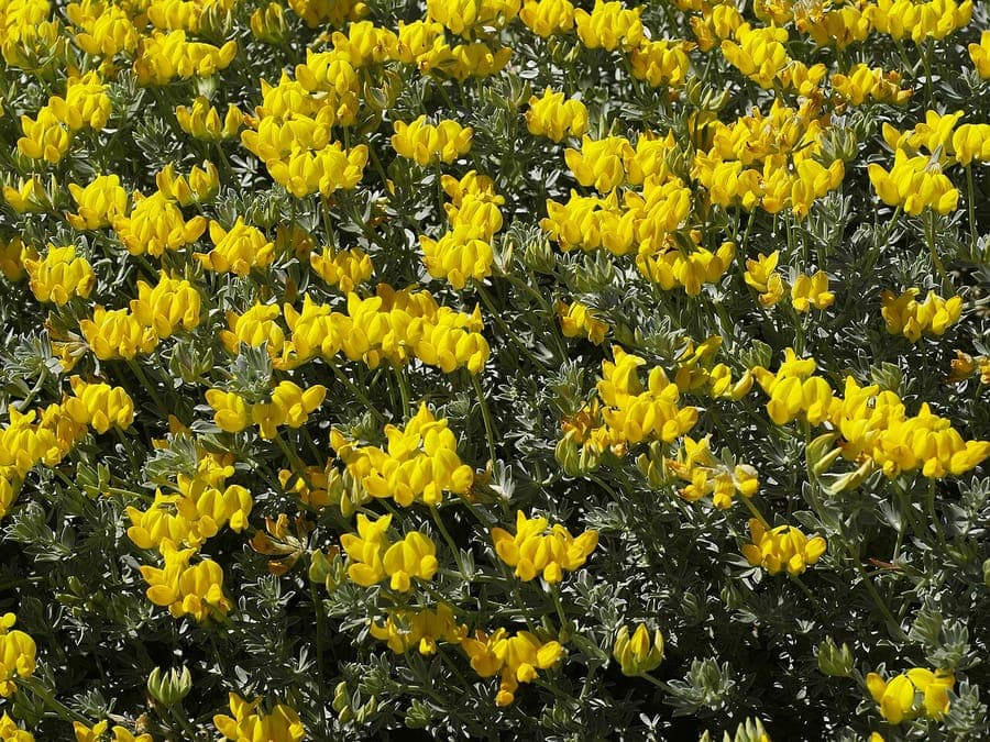 Grauer Hornklee (Lotus cytisoides) mit silbrig-grauem Laub und gelben Blüten an einem felsigen Küstenhang
