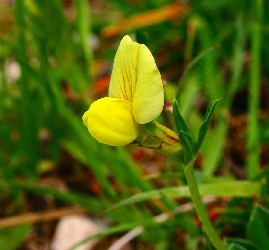 Lotus maritimus flowers in bright yellow