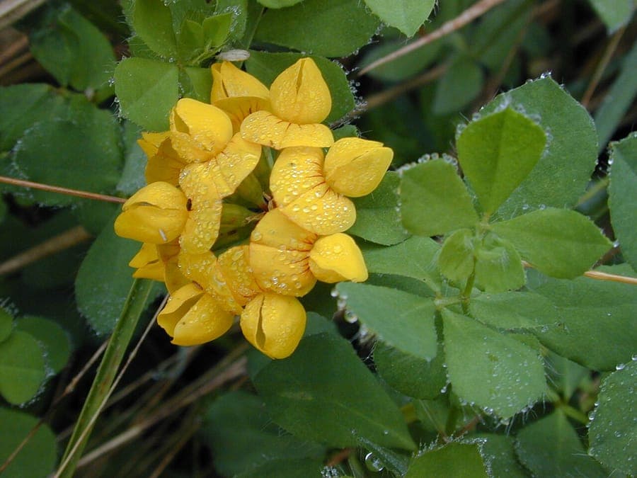 Gelbe Blüten von Lotus pedunculatus mit langen Stielen