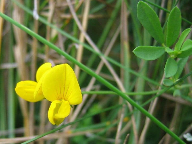 Lotus tenuis avec fleurs jaunes et feuillage délicat en jardin naturel