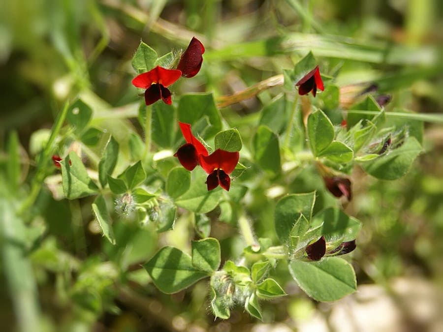 Lotus tetragonolobus mit roten Blüten und charakteristischen geflügelten Hülsen