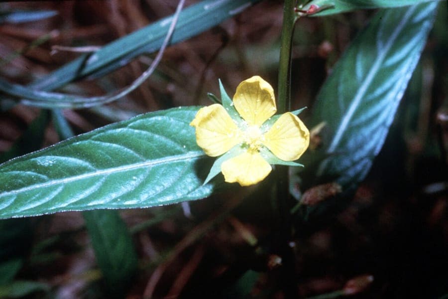 Ludwigia alternifolia avec ses gousses carrees caracteristiques et fleurs jaunes