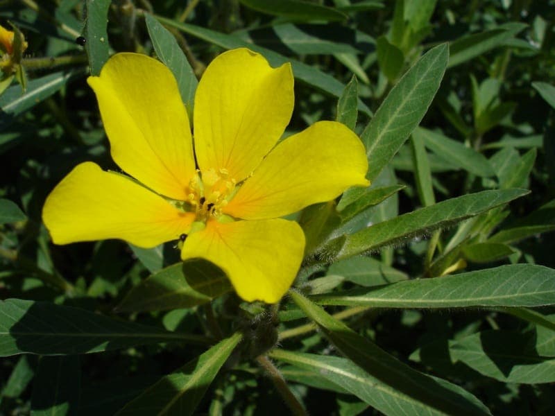 Uruguayan hampshire-purslane in bloei