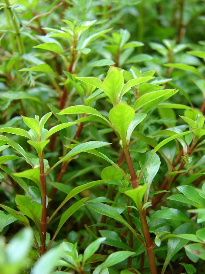 Ludwigia palustris mit roten Stängeln in seichtem Wasser-Sumpf-Lebensraum