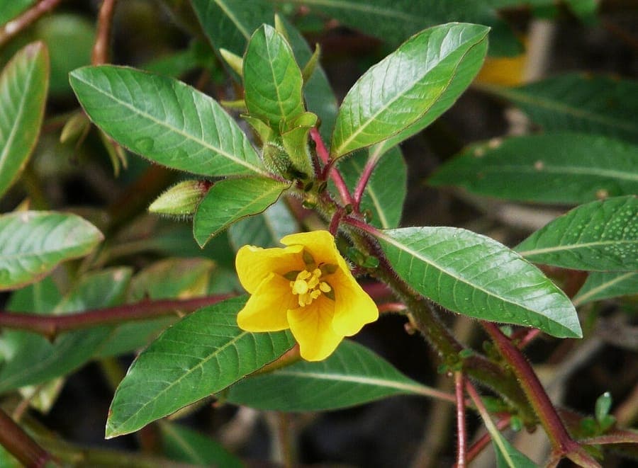 Fleur Ludwigia peploides