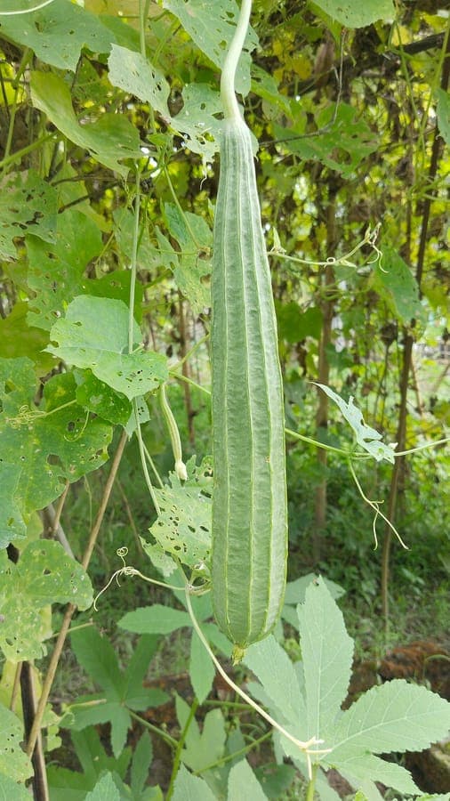 Chinese okra plant with characteristic ribbed fruits and yellow flowers