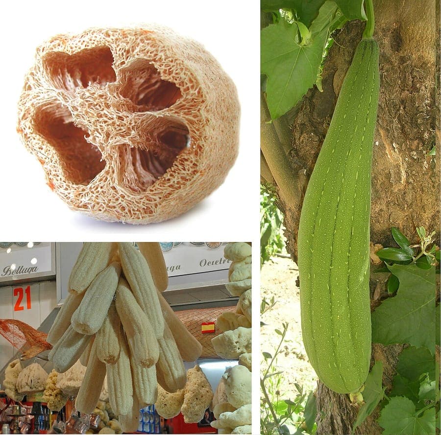 Fruits mûrs de luffa suspendus à la vigne dans le jardin