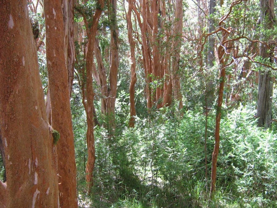 Luma apiculata avec son ecorce caracteristique brun-rouge et petites fleurs blanches