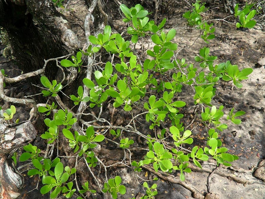 White-flowered mangrove with characteristic white flowers and branching