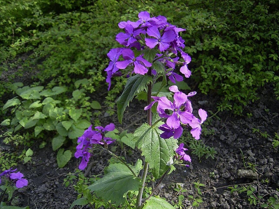 Lunaria annua mit violetten Blüten und charakteristischen silbernen Samenscheiben