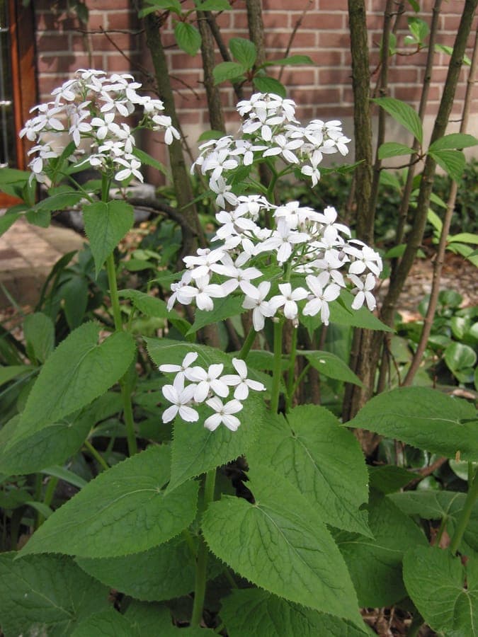 Lunaria rediviva met blauwe bloemen en geurend bladerwerk in bosomgeving