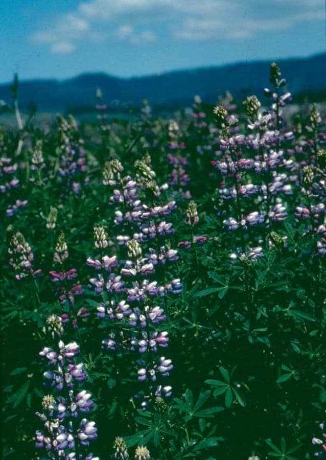 Lupinus albicaulis displaying vibrant blue-violet flower spikes in sunny mountain landscape
