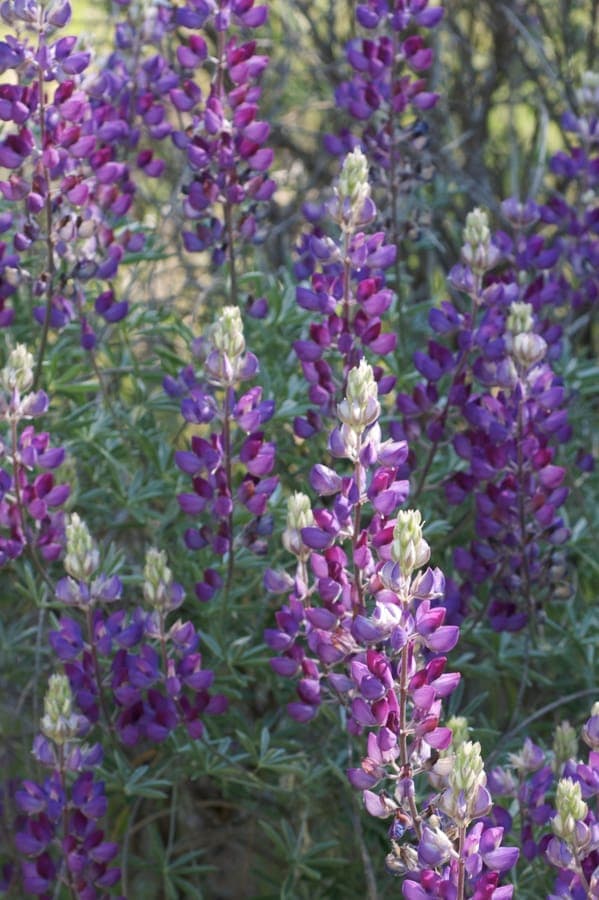 Voethelling lupine plant met zilveren bladeren en paarse bloem aren